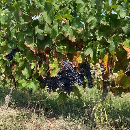 Repos, détente et cyclisme au coeur des vignes *